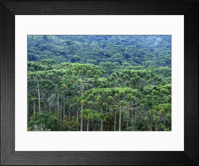 Framed Print : A forest of Parana (Araucaria) pines (Araucaria angustifolia) in the mountains near Sao Paulo Framed Print : A forest of Parana (Araucaria) pines (Araucaria angustifolia) in the mountains near Sao Paulo