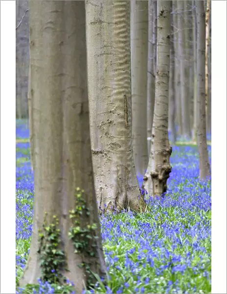 Purple carpet of blooming bluebells framed by trunks of the giant Sequoia trees in