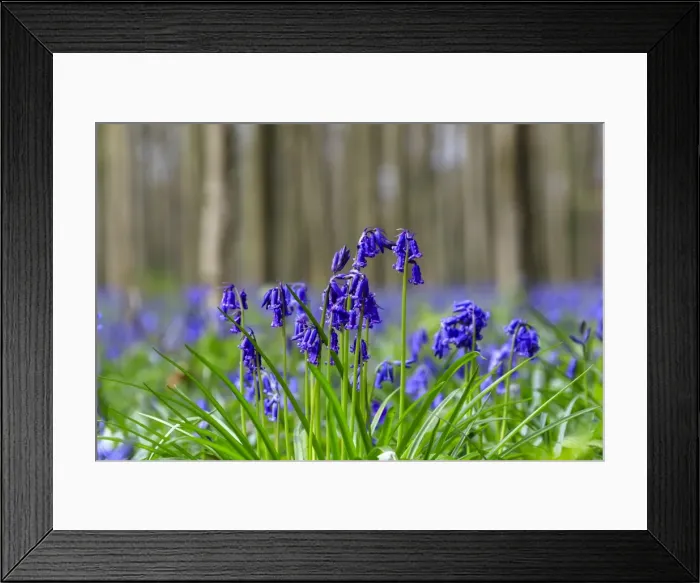 Framed Print : Close up of purple bluebells in bloom in the green grass of the Hallerbos forest Framed Print : Close up of purple bluebells in bloom in the green grass of the Hallerbos forest