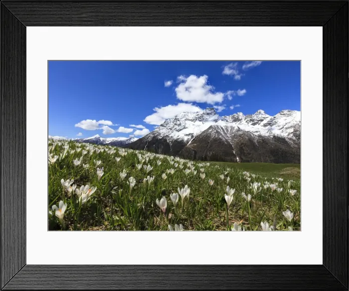 Framed Print : Green meadows covered with blooming crocus framed by snowy peaks in spring, Barchi Framed Print : Green meadows covered with blooming crocus framed by snowy peaks in spring, Barchi
