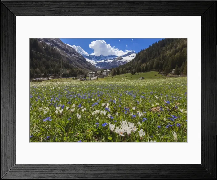 Framed Print : Colorful flowers on green meadows framed by the alpine village of Chiareggio, Malenco Valley Framed Print : Colorful flowers on green meadows framed by the alpine village of Chiareggio, Malenco Valley
