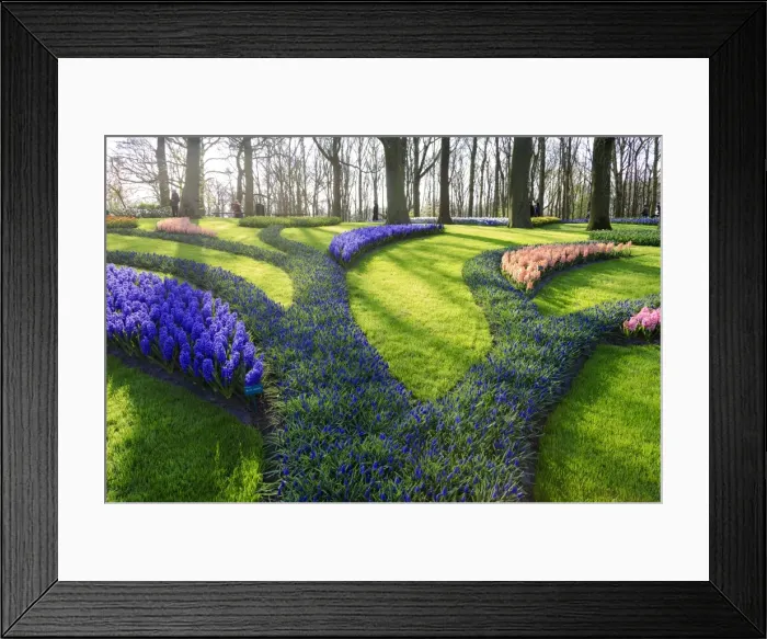 Framed Print : Green gardens of flowers in bloom in spring at the Keukenhof Botanical Garden, Lisse Framed Print : Green gardens of flowers in bloom in spring at the Keukenhof Botanical Garden, Lisse