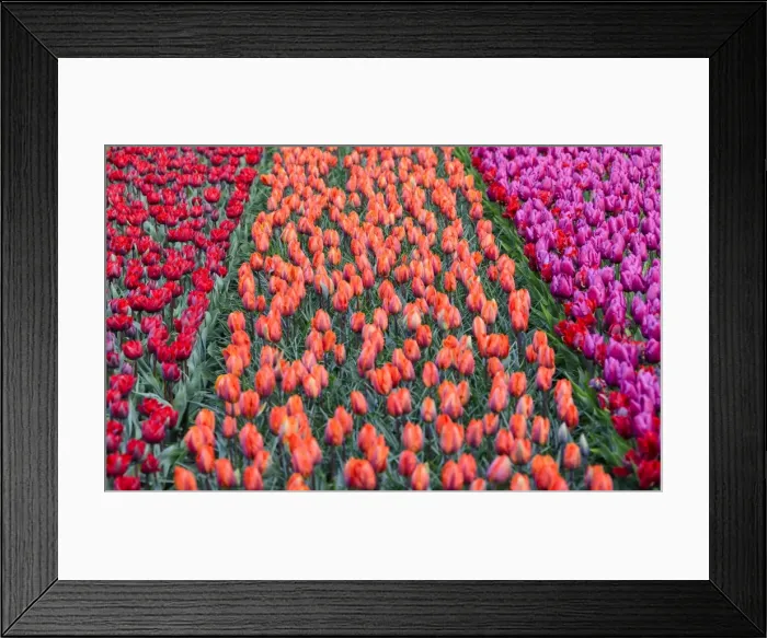 Framed Print : Rows of multicolored tulips in bloom in the fields of the Keukenhof Botanical Garden Framed Print : Rows of multicolored tulips in bloom in the fields of the Keukenhof Botanical Garden