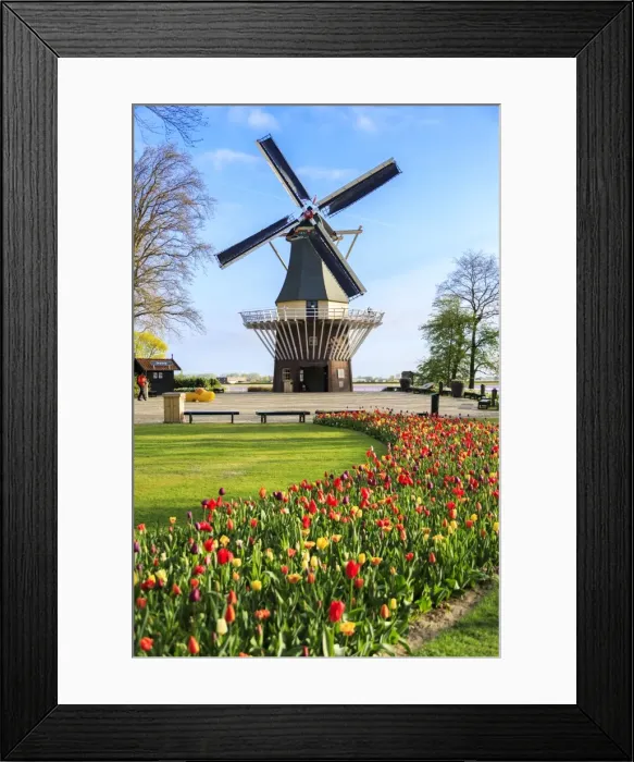 Framed Print : Typical windmill framed by multicolored tulips in bloom, Keukenhof Botanical Garden Framed Print : Typical windmill framed by multicolored tulips in bloom, Keukenhof Botanical Garden