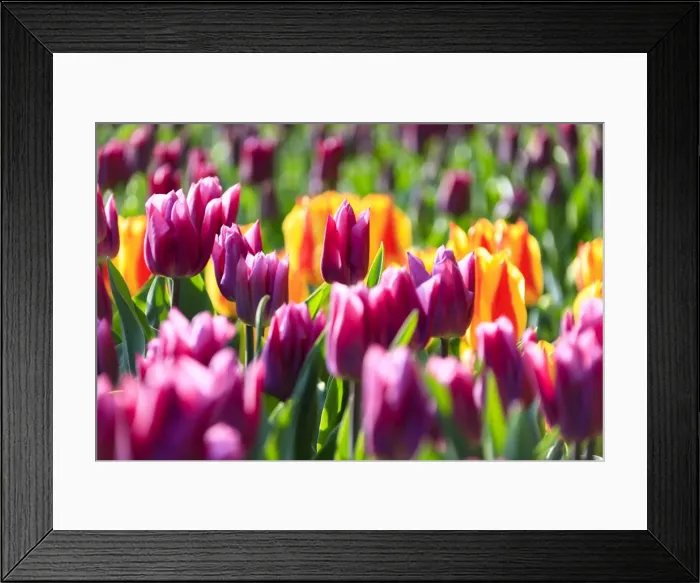 Framed Print : Close up of multicolored tulips in bloom at the Keukenhof Botanical Garden, Lisse Framed Print : Close up of multicolored tulips in bloom at the Keukenhof Botanical Garden, Lisse