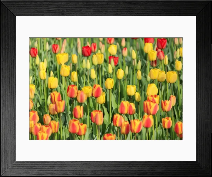 Framed Print : Multicolored tulips in bloom at the Keukenhof Botanical Garden, Lisse, South Holland Framed Print : Multicolored tulips in bloom at the Keukenhof Botanical Garden, Lisse, South Holland