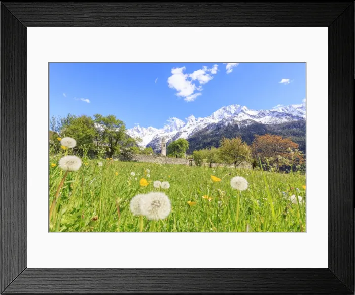 Framed Print : Old church framed by dandelions and snowy peaks, Soglio, Maloja, Bregaglia Valley Framed Print : Old church framed by dandelions and snowy peaks, Soglio, Maloja, Bregaglia Valley