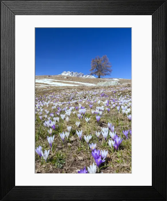Framed Print : Blue sky on the colorful crocus flowers in bloom, Alpe Granda, Sondrio province, Masino Valley Framed Print : Blue sky on the colorful crocus flowers in bloom, Alpe Granda, Sondrio province, Masino Valley