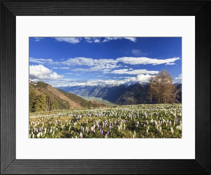 Framed Print : Blue sky on the colorful crocus flowers in bloom, Alpe Granda, Sondrio province, Masino Valley Framed Print : Blue sky on the colorful crocus flowers in bloom, Alpe Granda, Sondrio province, Masino Valley