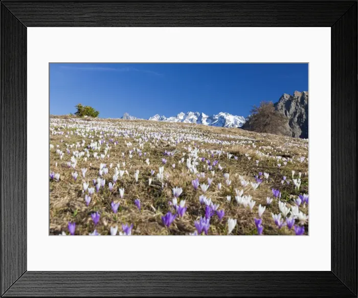 Framed Print : Colorful crocus in meadows framed by snowy peaks, Alpe Granda, Sondrio province, Masino Valley Framed Print : Colorful crocus in meadows framed by snowy peaks, Alpe Granda, Sondrio province, Masino Valley