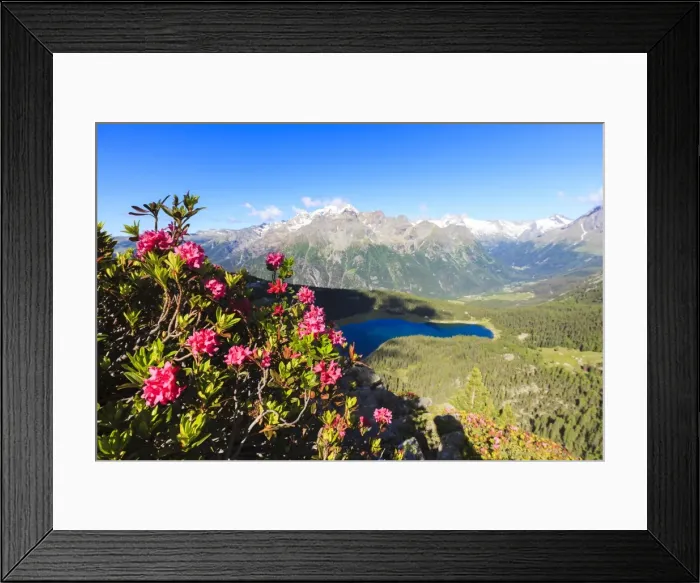 Framed Print : Rhododendrons and Lake Palu framed by Mount Disgrazia seen from Monte Roggione, Malenco Valley Framed Print : Rhododendrons and Lake Palu framed by Mount Disgrazia seen from Monte Roggione, Malenco Valley