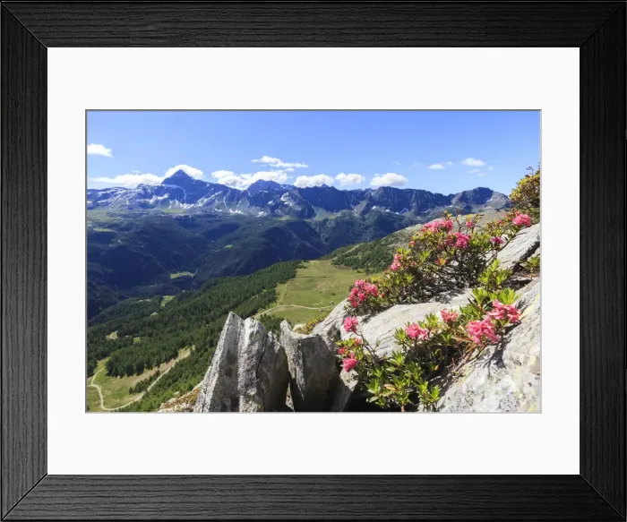 Framed Print : Rhododendrons framed by green woods and Pizzo Scalino seen from Monte Roggione, Malenco Valley Framed Print : Rhododendrons framed by green woods and Pizzo Scalino seen from Monte Roggione, Malenco Valley