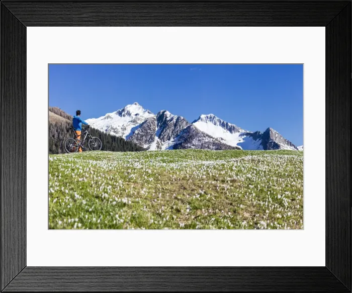 Framed Print : Panorama of cyclist with mountain bike framed by crocus in bloom, Albaredo Valley Framed Print : Panorama of cyclist with mountain bike framed by crocus in bloom, Albaredo Valley