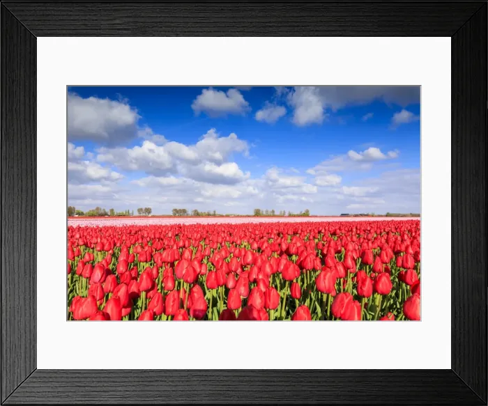 Framed Print : Blue sky and sun on fields of red tulips during spring bloom, Oude-Tonge, Goeree-Overflakkee