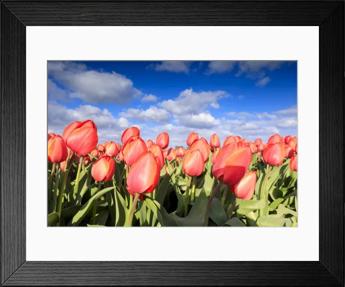 Framed Print : Close up of red tulips during spring bloom in the fields of Oude-Tonge, Goeree-Overflakkee Framed Print : Close up of red tulips during spring bloom in the fields of Oude-Tonge, Goeree-Overflakkee