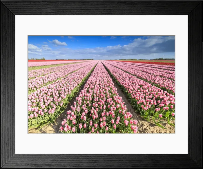 Framed Print : Blue sky on rows of pink tulips in bloom in the fields of Oude-Tonge, Goeree-Overflakkee Framed Print : Blue sky on rows of pink tulips in bloom in the fields of Oude-Tonge, Goeree-Overflakkee