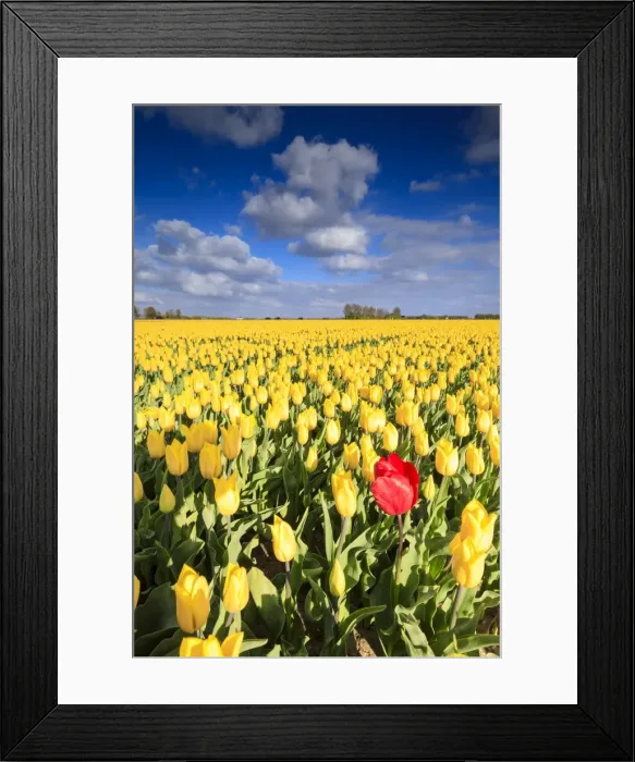 Framed Print : Blue sky and clouds in the fields of yellows tulips in bloom, Oude-Tonge, Goeree-Overflakkee Framed Print : Blue sky and clouds in the fields of yellows tulips in bloom, Oude-Tonge, Goeree-Overflakkee