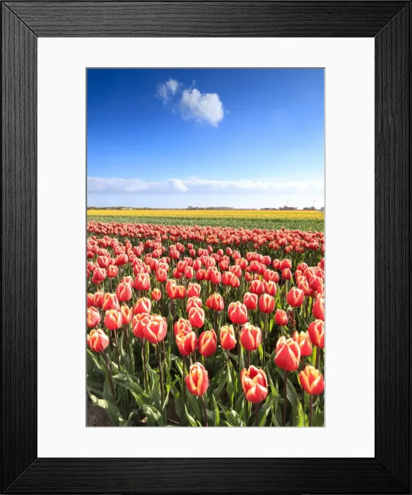 Framed Print : Multicolored tulips in the fields of Oude-Tonge during spring bloom, Oude-Tonge, Goeree-Overflakkee Framed Print : Multicolored tulips in the fields of Oude-Tonge during spring bloom, Oude-Tonge, Goeree-Overflakkee