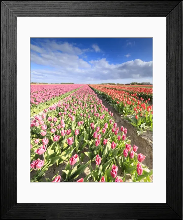 Framed Print : Panorama of multicolored tulips during spring bloom, Oude-Tonge, Goeree-Overflakkee Framed Print : Panorama of multicolored tulips during spring bloom, Oude-Tonge, Goeree-Overflakkee