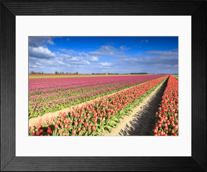 Framed Print : Multicolored tulips in the fields of Oude-Tonge during spring bloom, Oude-Tonge, Goeree-Overflakkee Framed Print : Multicolored tulips in the fields of Oude-Tonge during spring bloom, Oude-Tonge, Goeree-Overflakkee