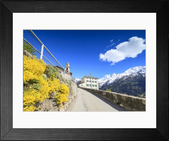 Framed Print : Yellow flowers and snowy peaks on the roadway to Soglio, Maloja, Bregaglia Valley Framed Print : Yellow flowers and snowy peaks on the roadway to Soglio, Maloja, Bregaglia Valley