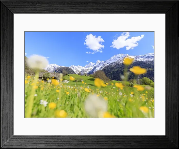 Framed Print : Dandelions and flowers framed by snowy peaks, Soglio, Maloja, Bregaglia Valley, Engadine Framed Print : Dandelions and flowers framed by snowy peaks, Soglio, Maloja, Bregaglia Valley, Engadine