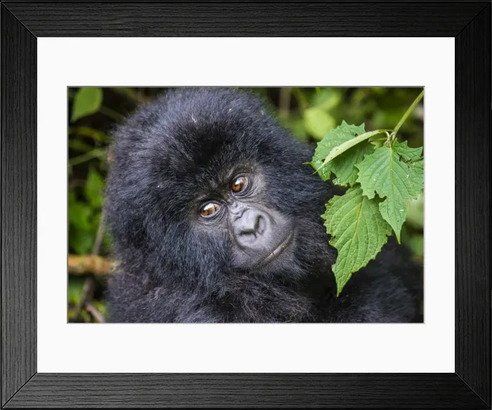 Framed Print : Young mountain gorilla (Gorilla beringei beringei) in the Virunga National Park Framed Print : Young mountain gorilla (Gorilla beringei beringei) in the Virunga National Park