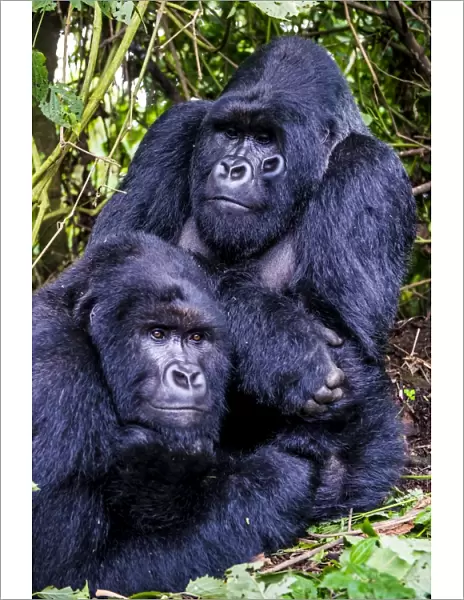 Silverback Mountain gorillas (Gorilla beringei beringei) in the Virunga National Park