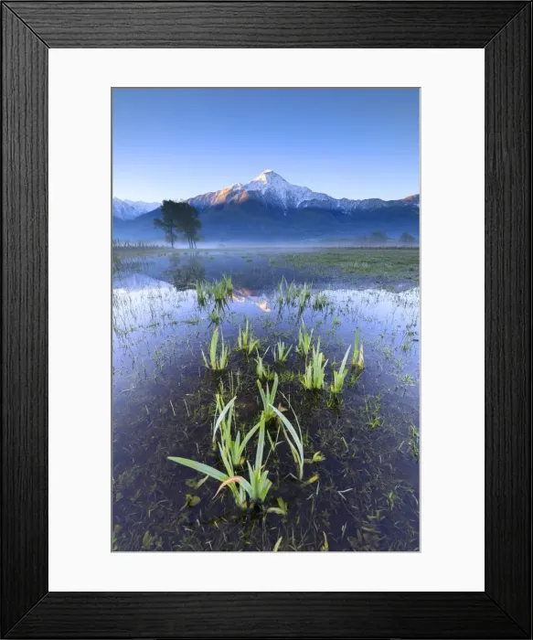 Framed Print : The snowy peak of Mount Legnone reflected in the flooded land at dawn, Pian di Spagna Framed Print : The snowy peak of Mount Legnone reflected in the flooded land at dawn, Pian di Spagna