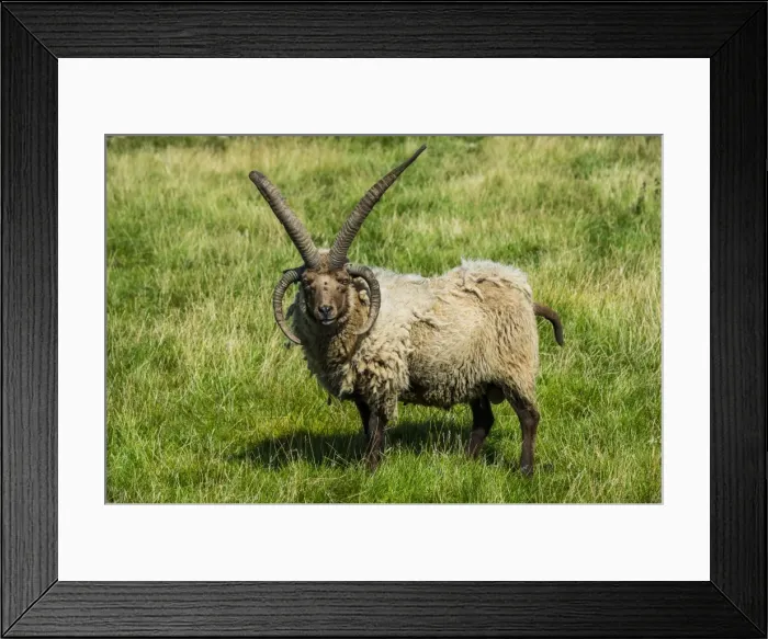 Framed Print : Four-horned Manx Loaghtan sheep (Ovis aries) in the living museum Cregneash village Framed Print : Four-horned Manx Loaghtan sheep (Ovis aries) in the living museum Cregneash village