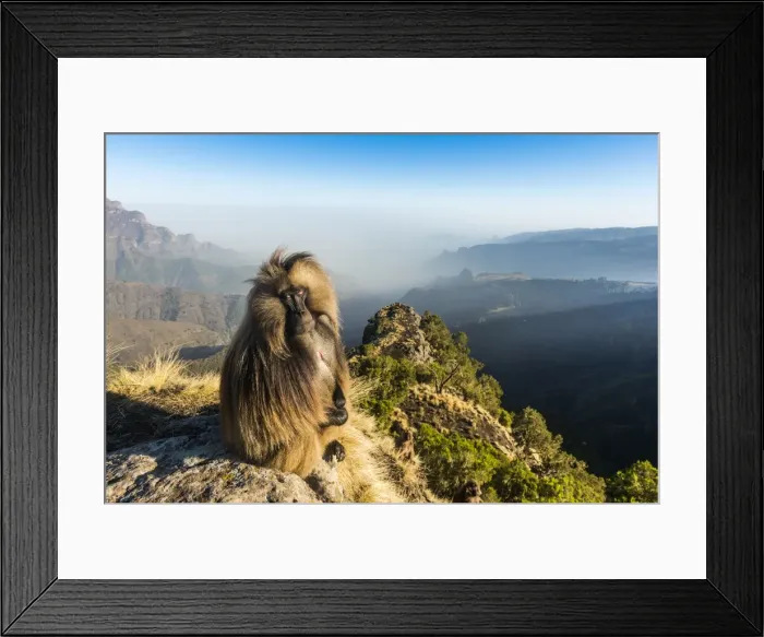 Framed Print : Male Gelada (Theropithecus gelada) sitting on a cliff, Simien Mountains National Park Framed Print : Male Gelada (Theropithecus gelada) sitting on a cliff, Simien Mountains National Park