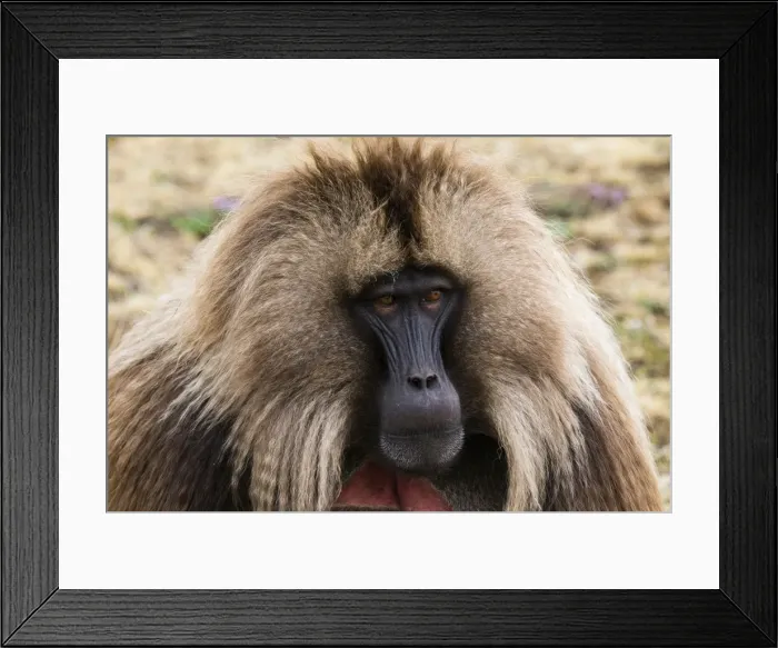 Framed Print : Male Gelada (Theropithecus gelada), Simien Mountains National Park, UNESCO World Heritage Site Framed Print : Male Gelada (Theropithecus gelada), Simien Mountains National Park, UNESCO World Heritage Site