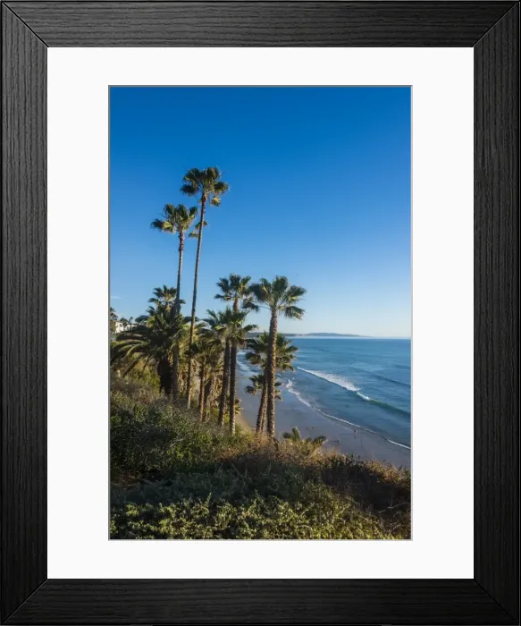 Framed Print : Palm trees above the cliffs in Cardiff, California, United States of America, North