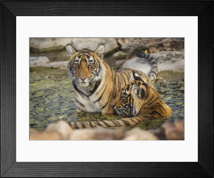 Framed Print : Bengal tiger (Panthera tigris tigris), Ranthambhore, Rajasthan, India, Asia Framed Print : Bengal tiger (Panthera tigris tigris), Ranthambhore, Rajasthan, India, Asia