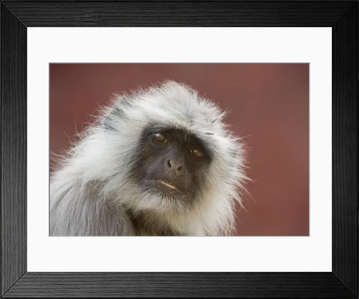 Framed Print : Langur monkey (Semnopithecus entellus), Rajasthan, India, Asia Framed Print : Langur monkey (Semnopithecus entellus), Rajasthan, India, Asia