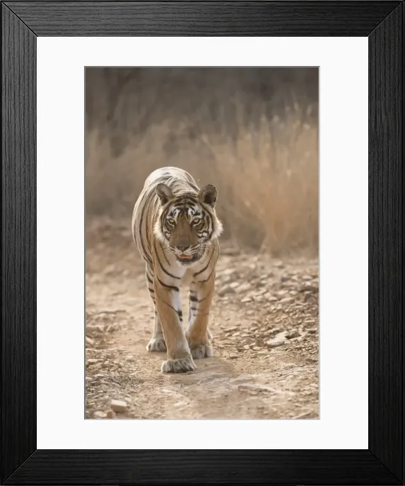 Framed Print : Bengal tiger (Panthera tigris tigris), Ranthambhore, Rajasthan, India, Asia Framed Print : Bengal tiger (Panthera tigris tigris), Ranthambhore, Rajasthan, India, Asia