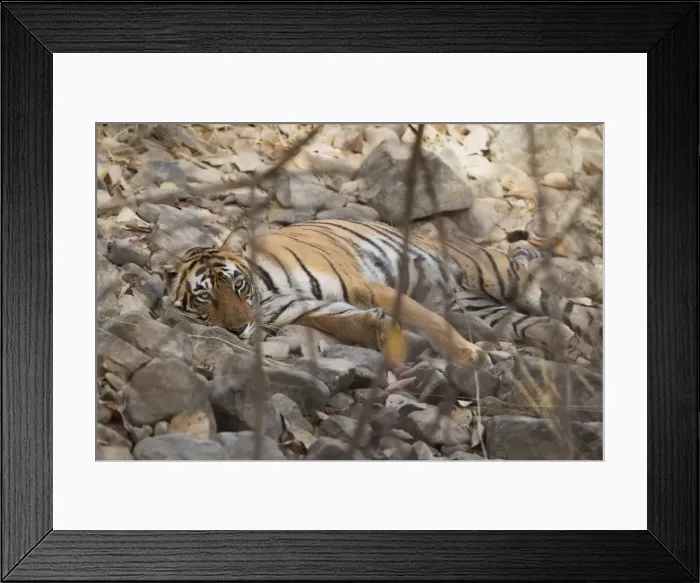 Framed Print : Bengal tiger (Panthera tigris tigris), Ranthambhore, Rajasthan, India, Asia Framed Print : Bengal tiger (Panthera tigris tigris), Ranthambhore, Rajasthan, India, Asia