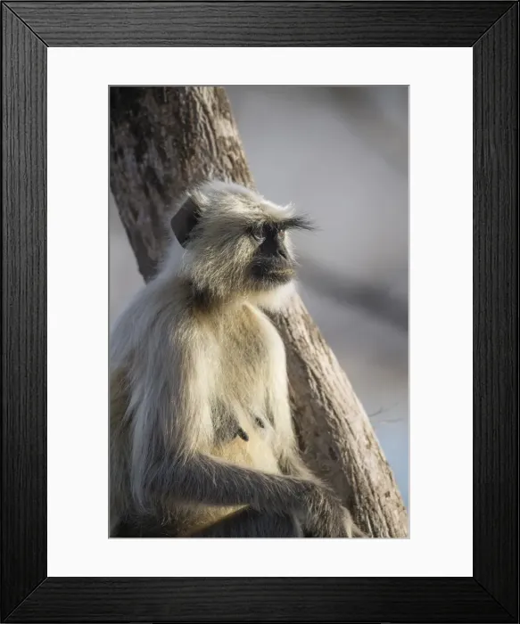 Framed Print : Langur monkey (Semnopithecus entellus), Rajasthan, India, Asia Framed Print : Langur monkey (Semnopithecus entellus), Rajasthan, India, Asia