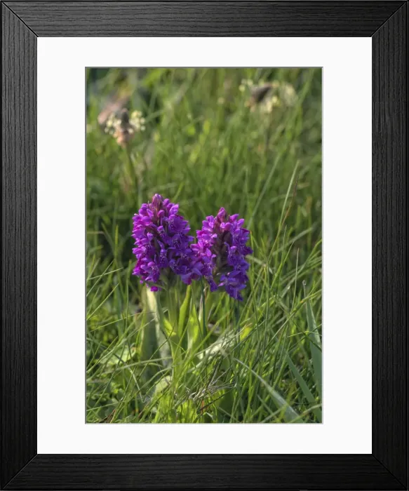 Framed Print : Marsh orchid, Loop Head, County Clare, Munster, Republic of Ireland, Europe Framed Print : Marsh orchid, Loop Head, County Clare, Munster, Republic of Ireland, Europe