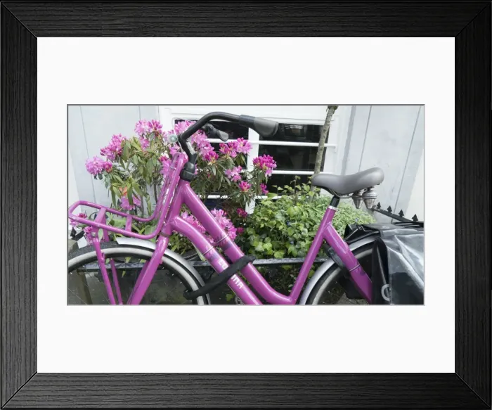 Framed Print : Pink bicycle and rhododendron, Amsterdam, Netherlands, Europe Framed Print : Pink bicycle and rhododendron, Amsterdam, Netherlands, Europe