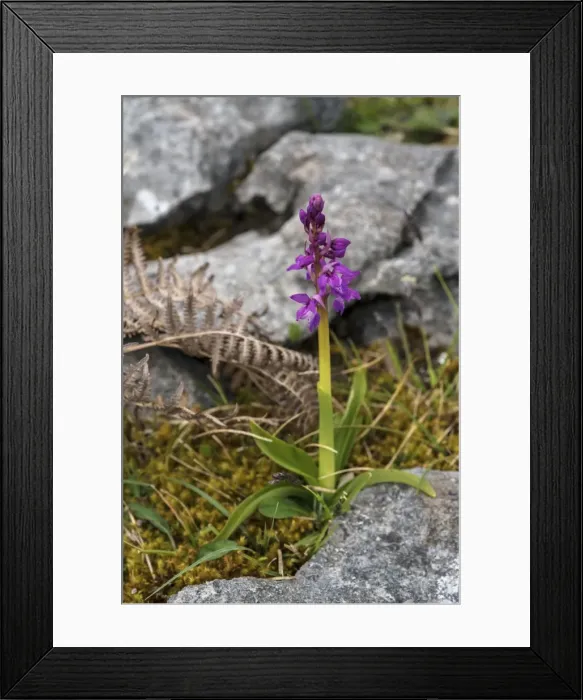 Framed Print : Early purple orchid, The Burren, County Clare, Munster, Republic of Ireland, Europe Framed Print : Early purple orchid, The Burren, County Clare, Munster, Republic of Ireland, Europe