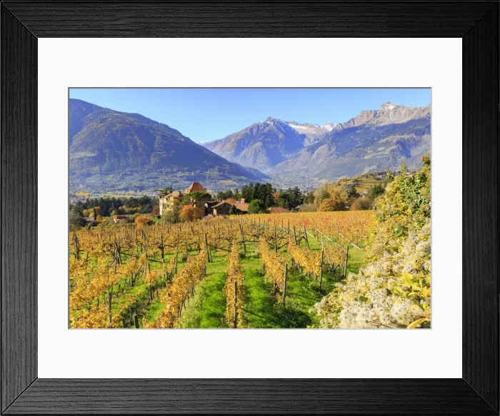 Framed Print : View of Ramez Castle surrounded by vineyards, Ramez Castle, Merano, Val Venosta Framed Print : View of Ramez Castle surrounded by vineyards, Ramez Castle, Merano, Val Venosta