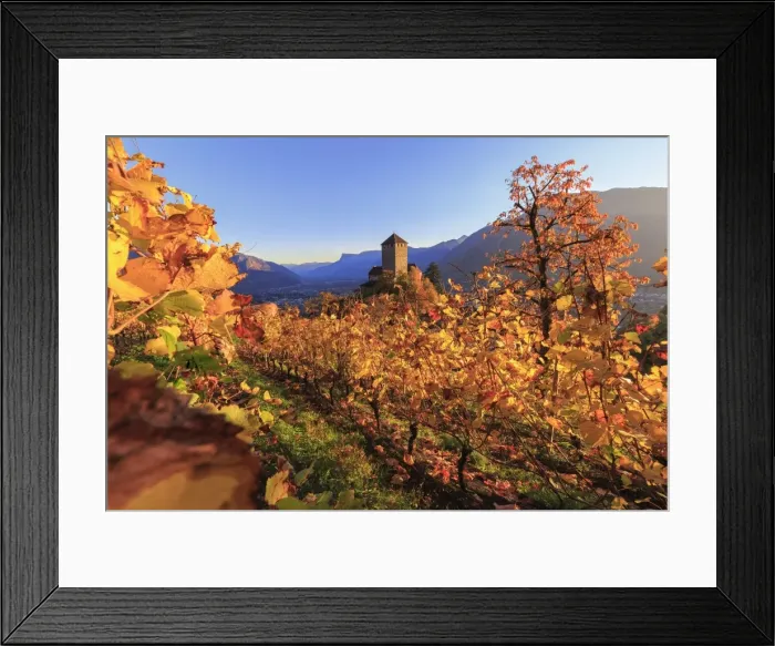 Framed Print : Sunset light illuminates the vineyards surrounding Tirolo Castle, Merano, Val Venosta Framed Print : Sunset light illuminates the vineyards surrounding Tirolo Castle, Merano, Val Venosta
