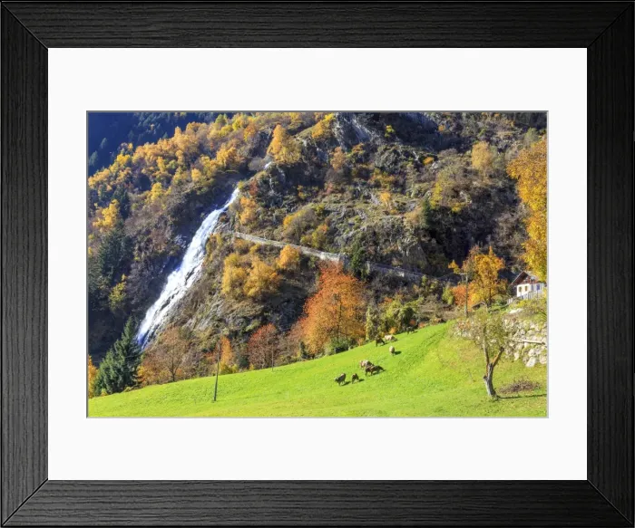Framed Print : Herd of cows grazing at the foot of the waterfall, Parcines Waterfall, Parcines, Val Venosta Framed Print : Herd of cows grazing at the foot of the waterfall, Parcines Waterfall, Parcines, Val Venosta