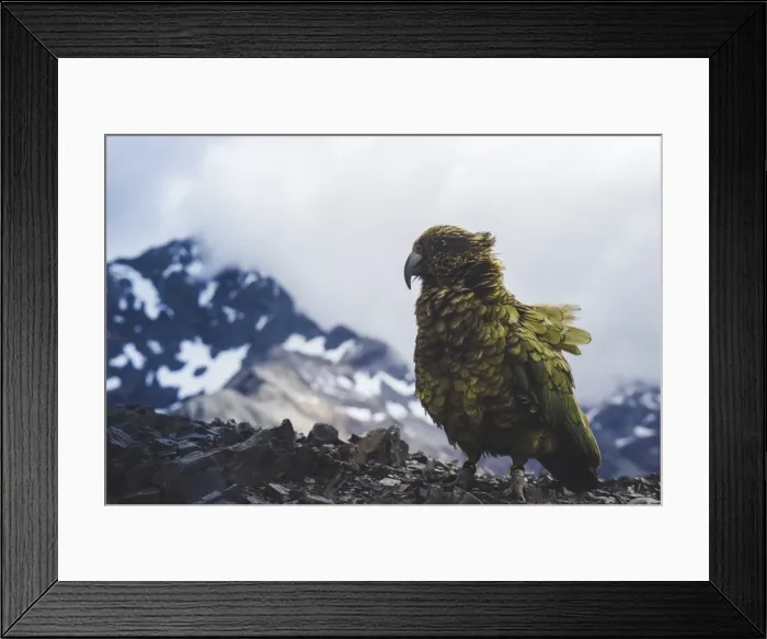 Framed Print : Kea on Avalanche Peak, Arthurs Pass, South Island, New Zealand, Pacific Framed Print : Kea on Avalanche Peak, Arthurs Pass, South Island, New Zealand, Pacific
