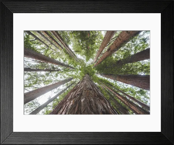 Framed Print : Whakarewarewa red woods, Rotorua, North Island, New Zealand, Pacific Framed Print : Whakarewarewa red woods, Rotorua, North Island, New Zealand, Pacific