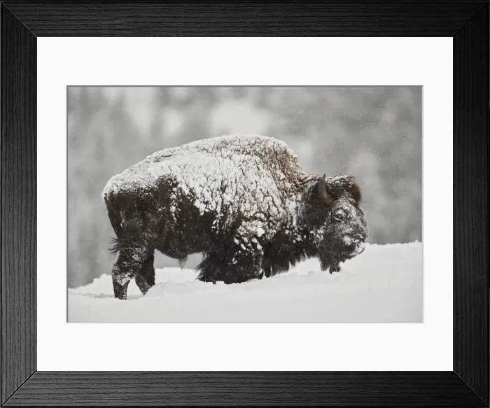 Framed Print : Bison (Bison bison) bull covered with snow in snowfall in the winter, Yellowstone National Park Framed Print : Bison (Bison bison) bull covered with snow in snowfall in the winter, Yellowstone National Park