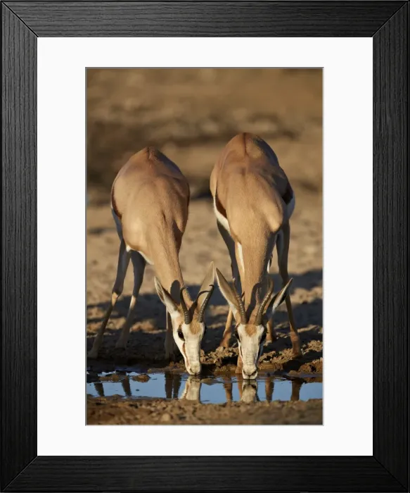 Framed Print : Two Springbok (Antidorcas marsupialis) drinking, Kgalagadi Transfrontier Park, South Africa Framed Print : Two Springbok (Antidorcas marsupialis) drinking, Kgalagadi Transfrontier Park, South Africa