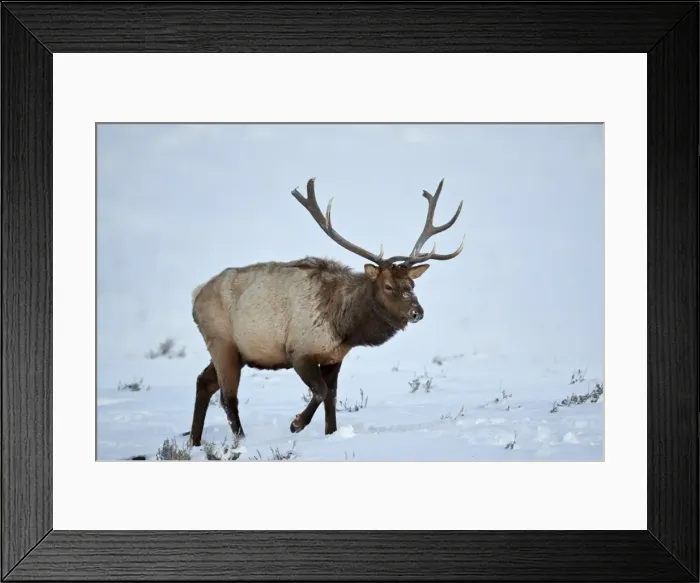 Framed Print : Elk (Cervus canadensis) bull in the snow in winter, Yellowstone National Park, Wyoming Framed Print : Elk (Cervus canadensis) bull in the snow in winter, Yellowstone National Park, Wyoming