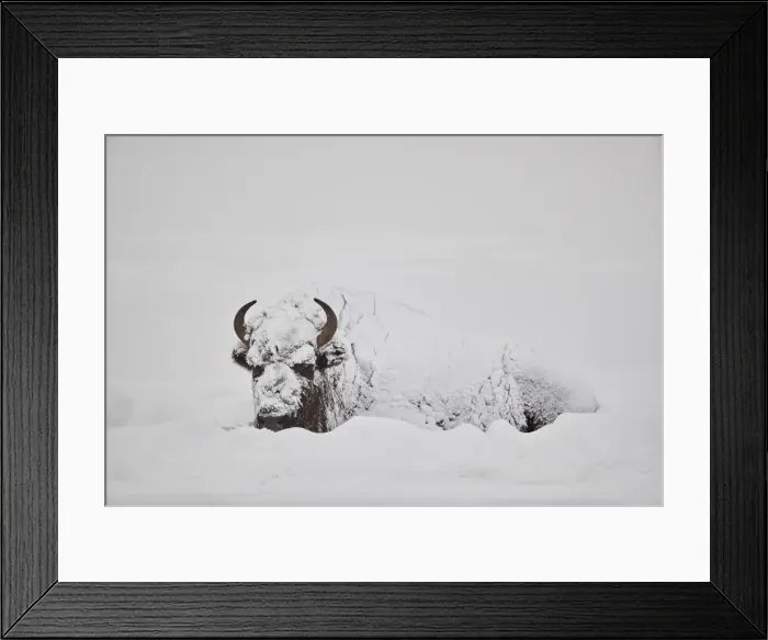 Framed Print : Bison (Bison bison) covered with snow in the winter, Yellowstone National Park, Wyoming Framed Print : Bison (Bison bison) covered with snow in the winter, Yellowstone National Park, Wyoming